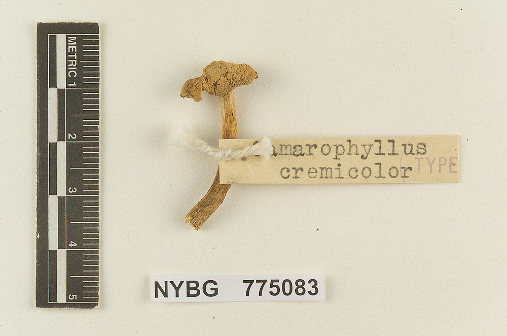 Hydrocybe cremicolor image