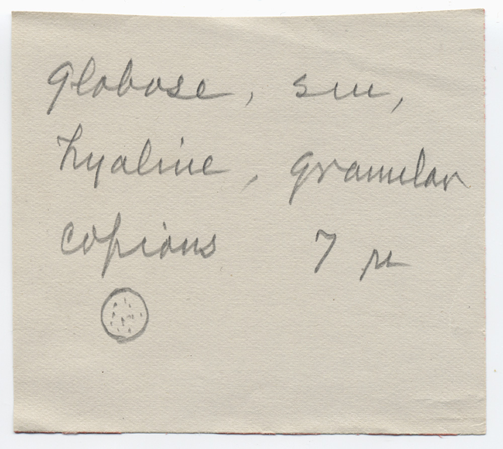 Hydrocybe earlei image