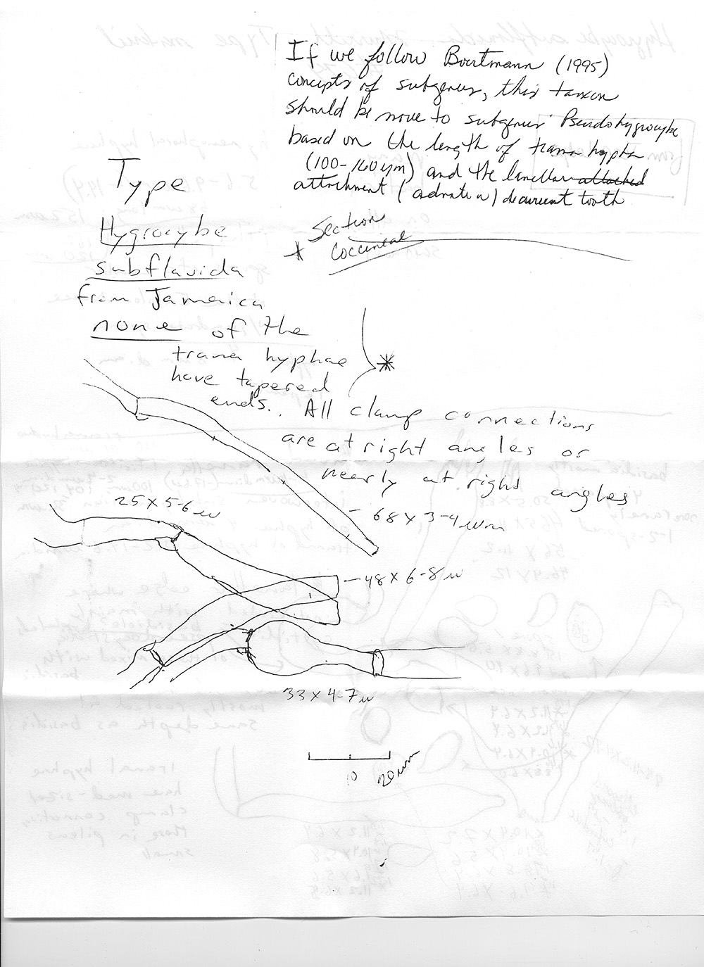 Hydrocybe subflavida image