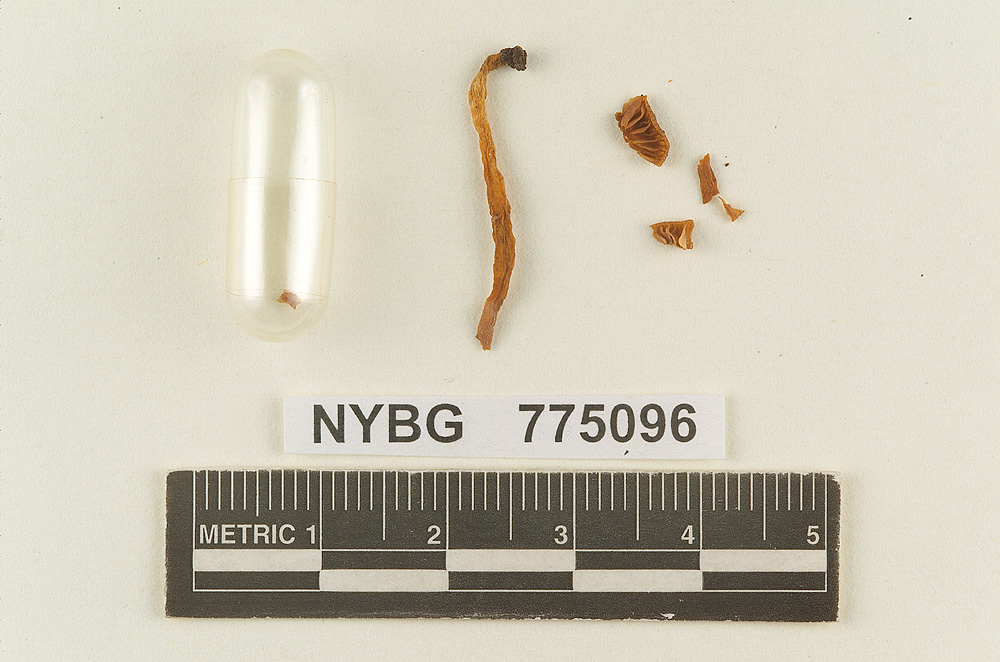 Hydrocybe troyana image