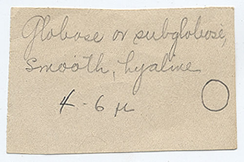 Prunulus argillaceus image