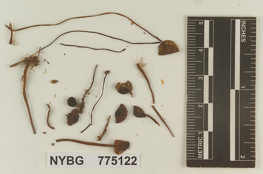 Prunulus gracilipes image