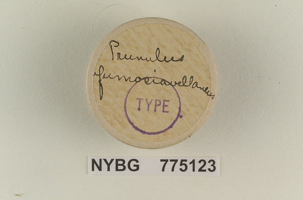 Prunulus fumosiavellaneus image