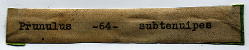 Prunulus subtenuipes image