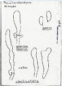 Prunulus viscidipes image