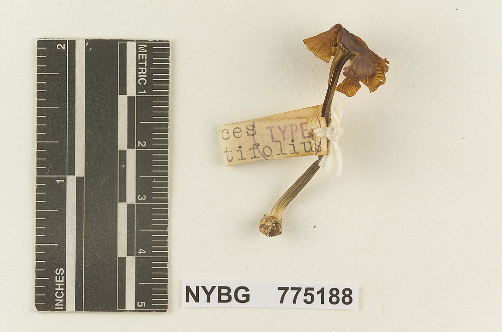 Heliomyces angustifolius image