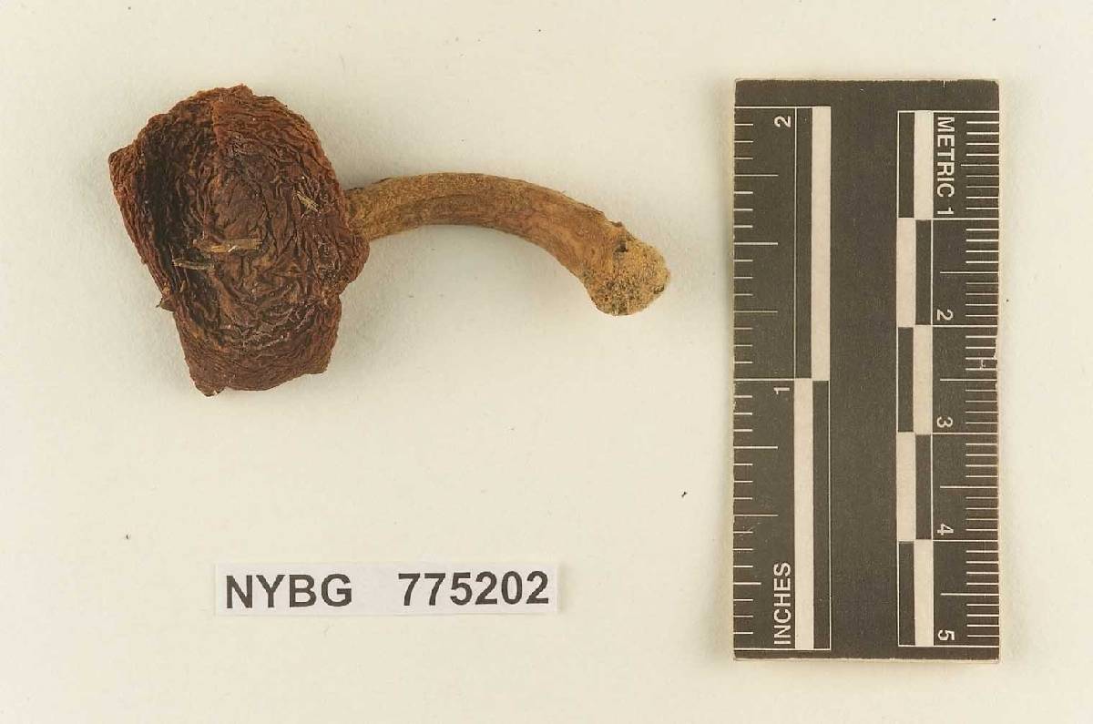 Gomphidius alachuanus image