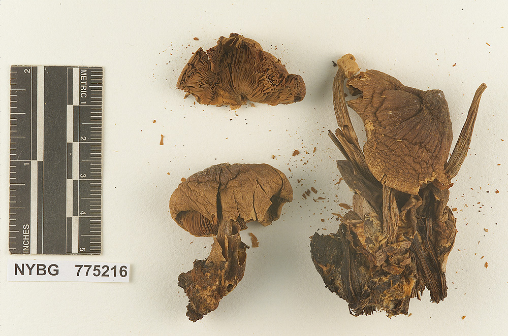 Volvariopsis bakeri image