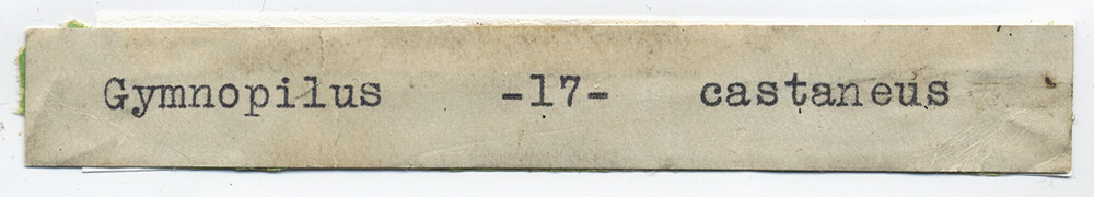 Gymnopilus castaneus image