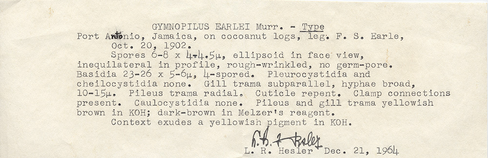 Gymnopilus earlei image