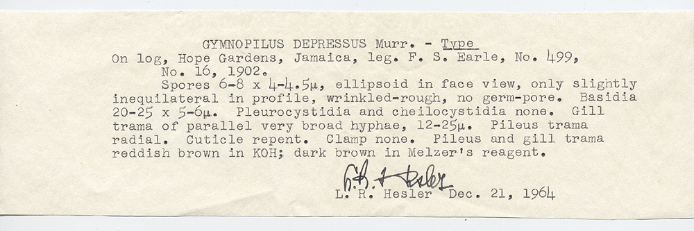 Gymnopilus depressus image