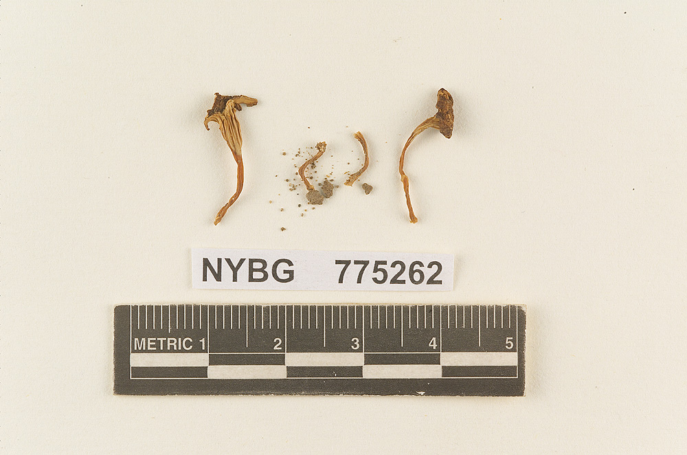 Camarophyllopsis araguensis image