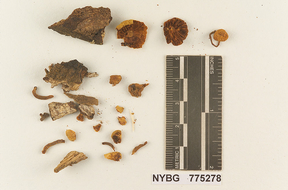 Gymnopilus parvulus image