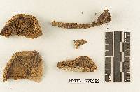 Gymnopilus permollis image