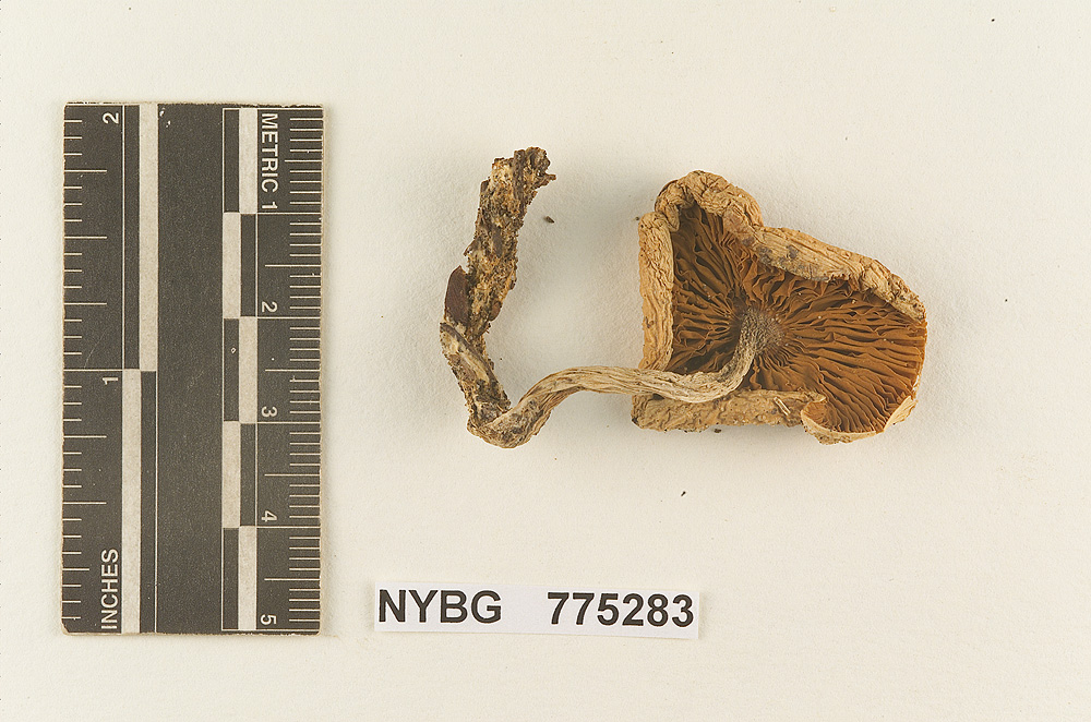 Gymnopilus permollis image