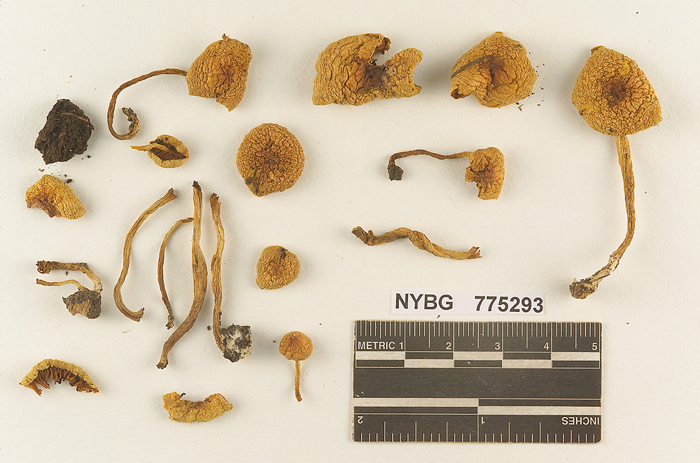 Gymnopilus subflavidus image