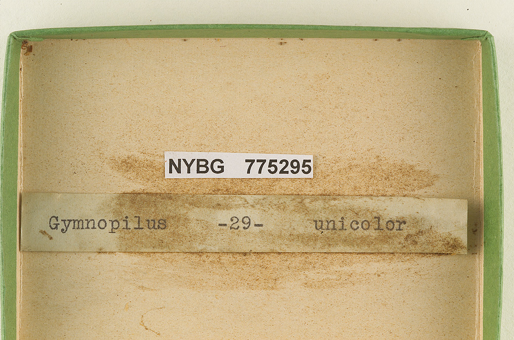 Gymnopilus unicolor image