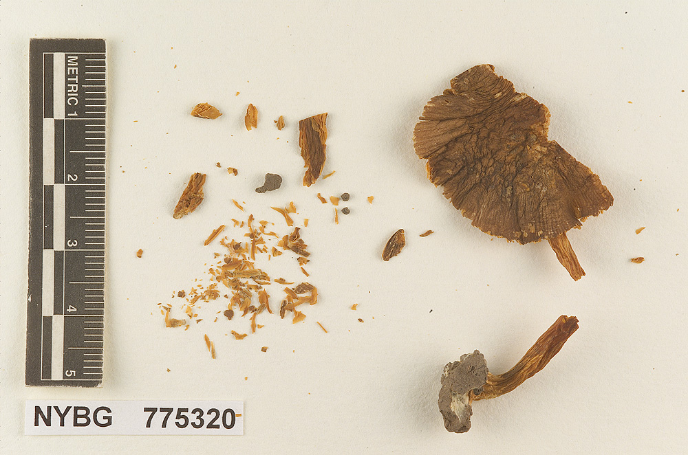 Pluteus ludovicianus image