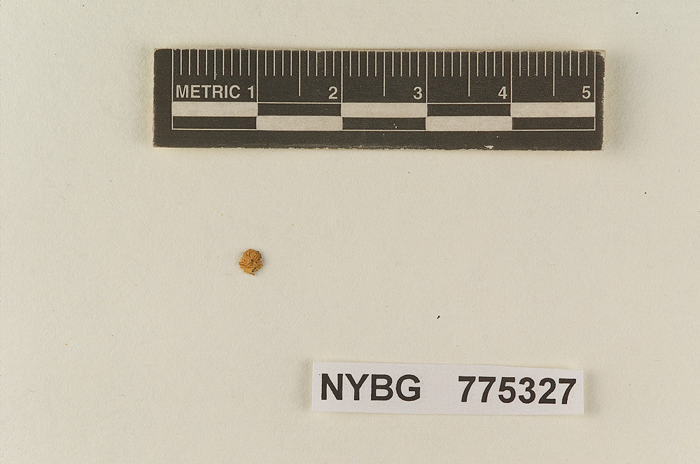 Pluteus melleus image