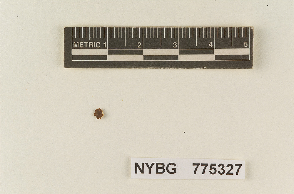 Pluteus melleus image