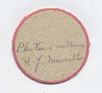 Pluteus melleus image