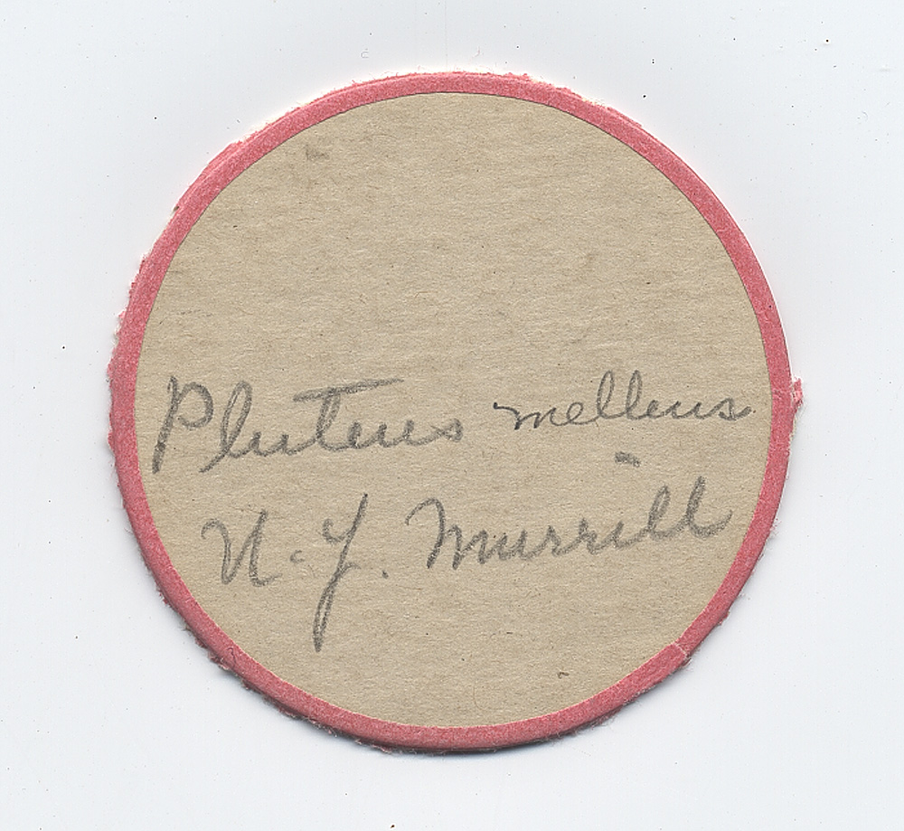 Pluteus melleus image