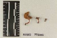 Omphalopsis distantifolia image