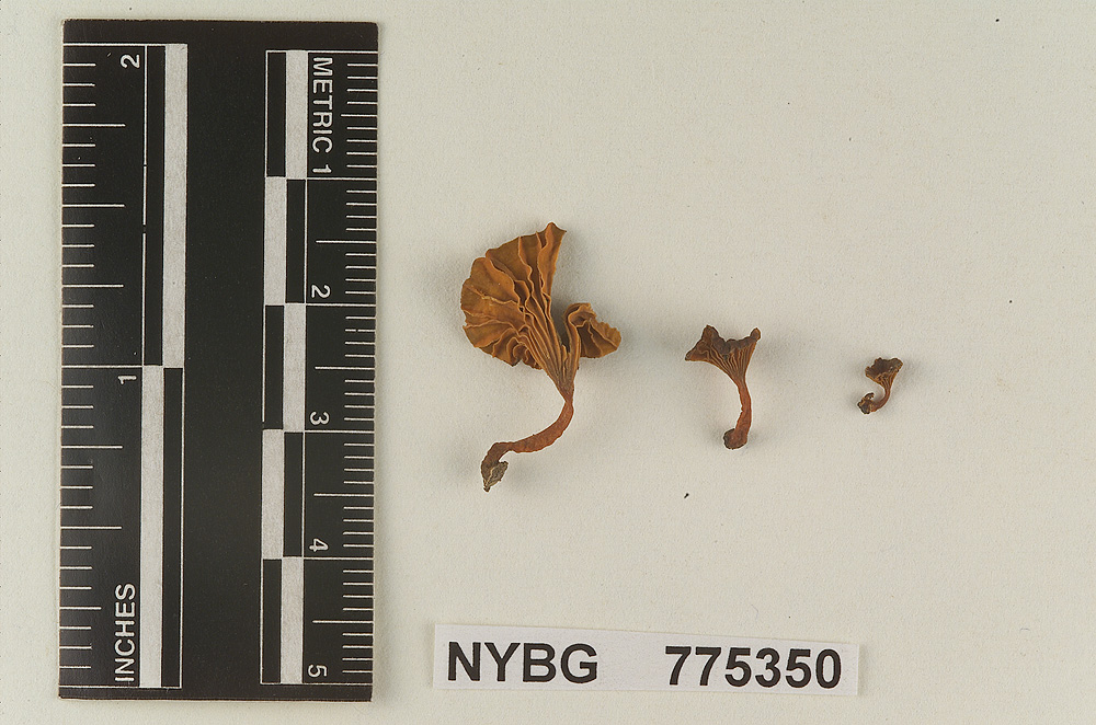 Omphalopsis distantifolia image