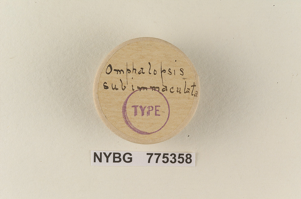Omphalopsis subimmaculata image