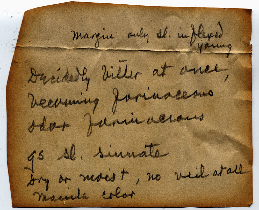 Naucoria amara image