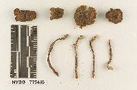 Nolanea subavellanea image