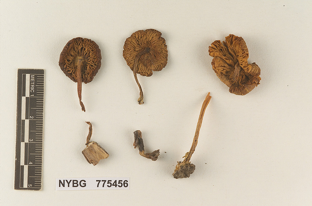 Pluteus californicus image