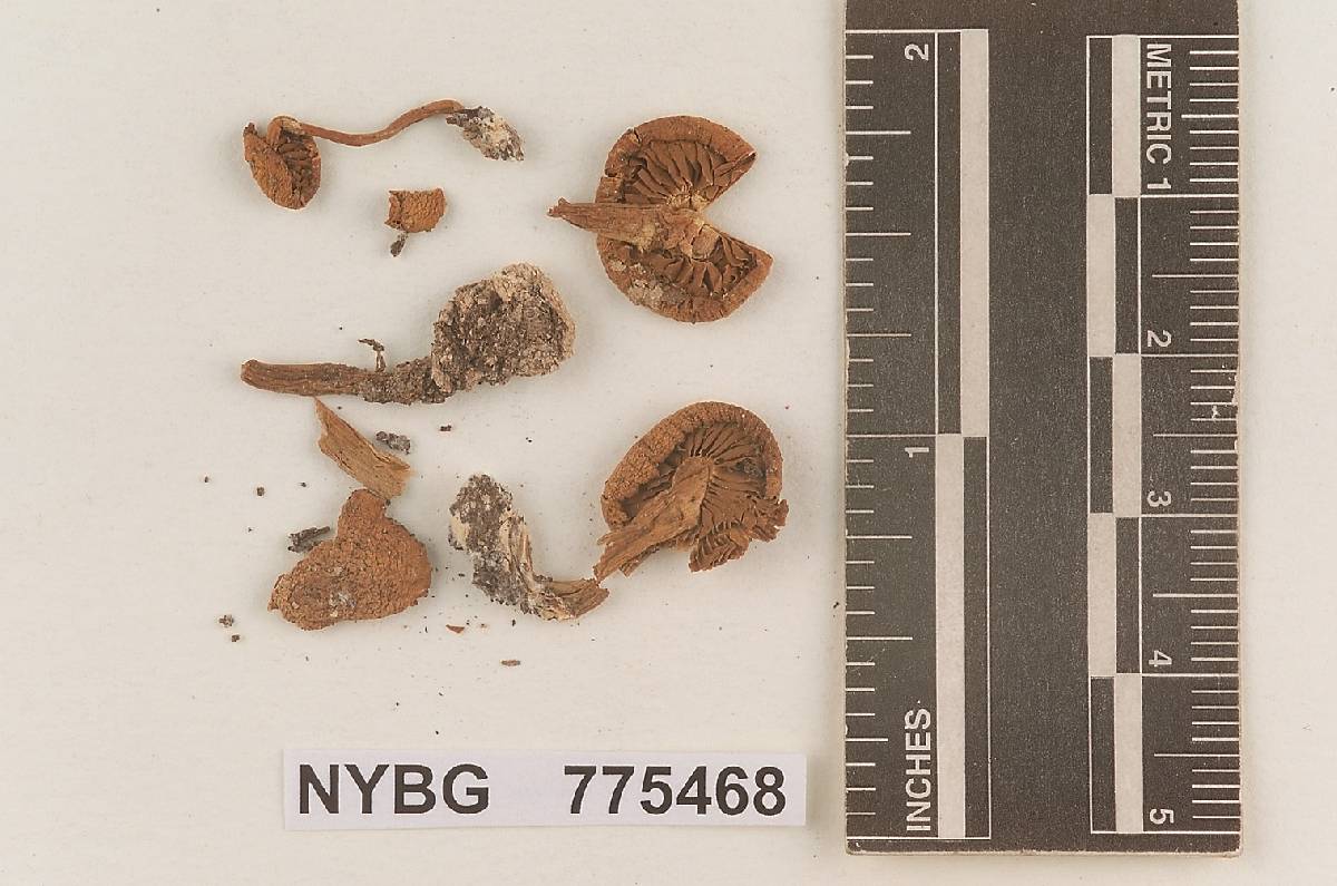 Pholiota sabulosa image