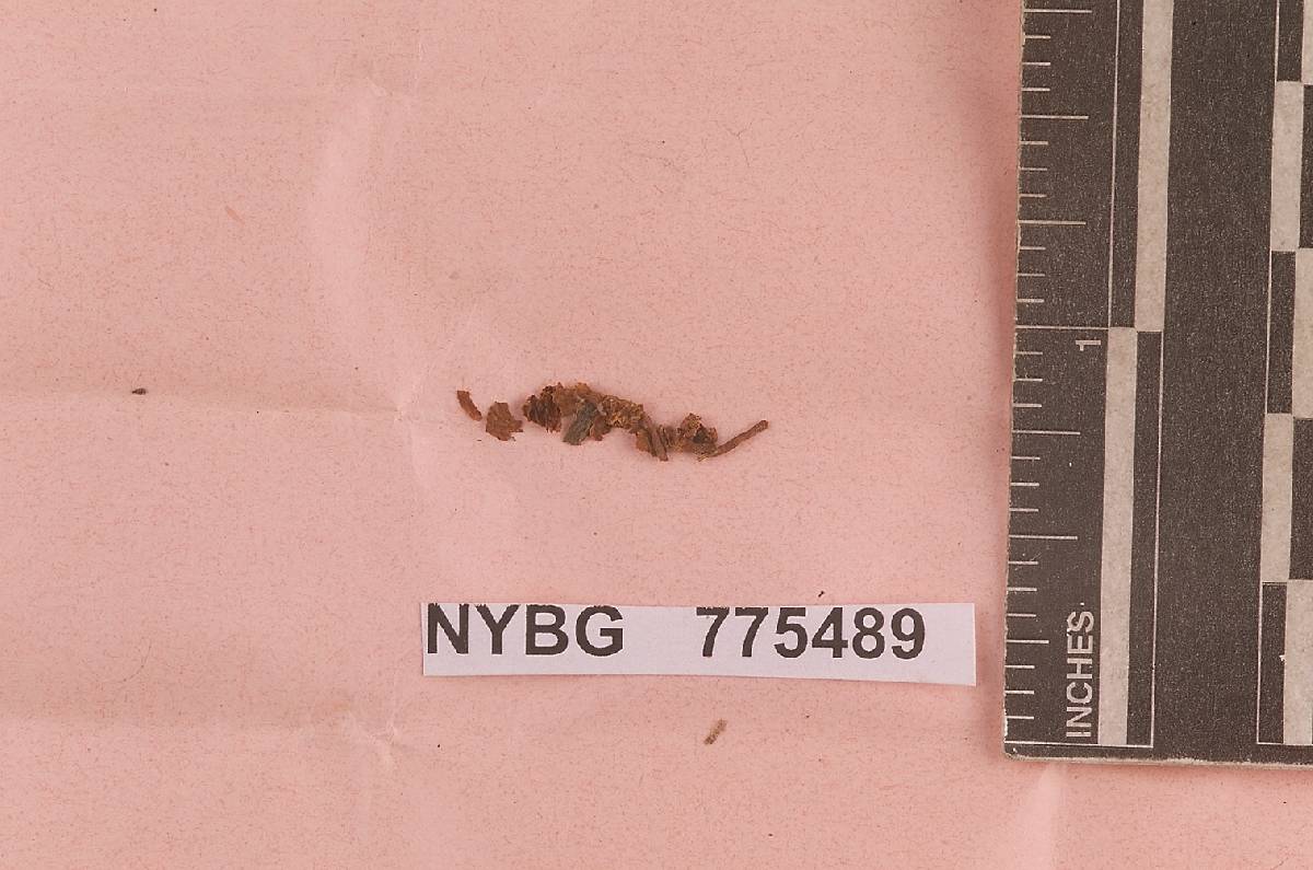 Naucoria mexicana image