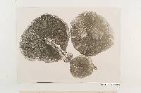 Pholiota cubensis image