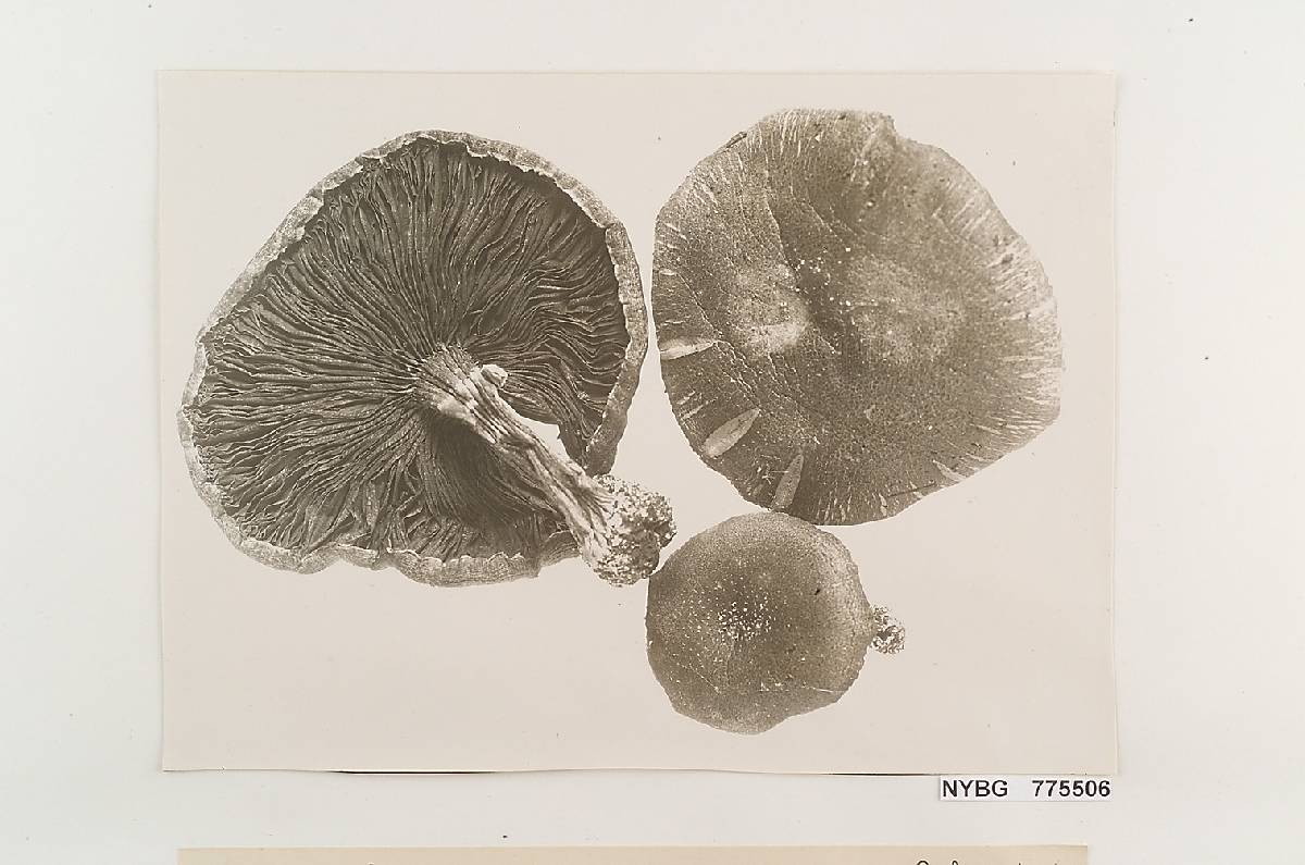 Pholiota cubensis image