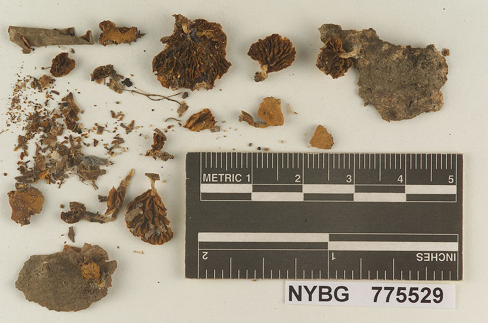 Pleuroflammula fluminensis image