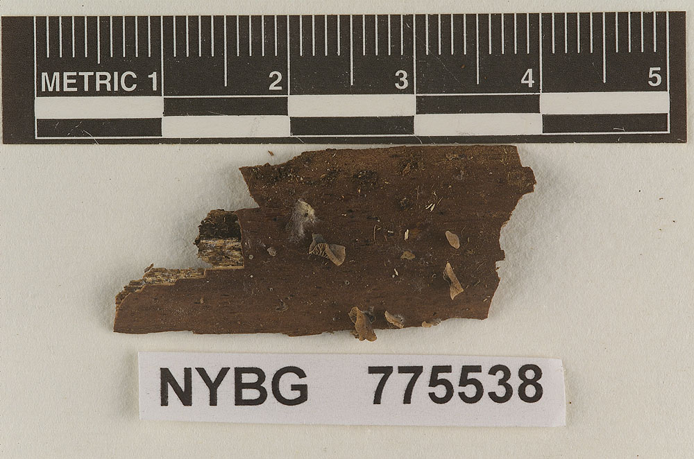 Resupinatus alboniger var. bisporus image