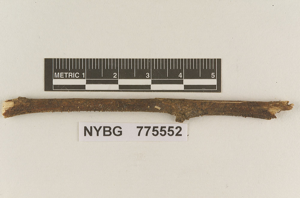 Favolaschia subamyloidea image