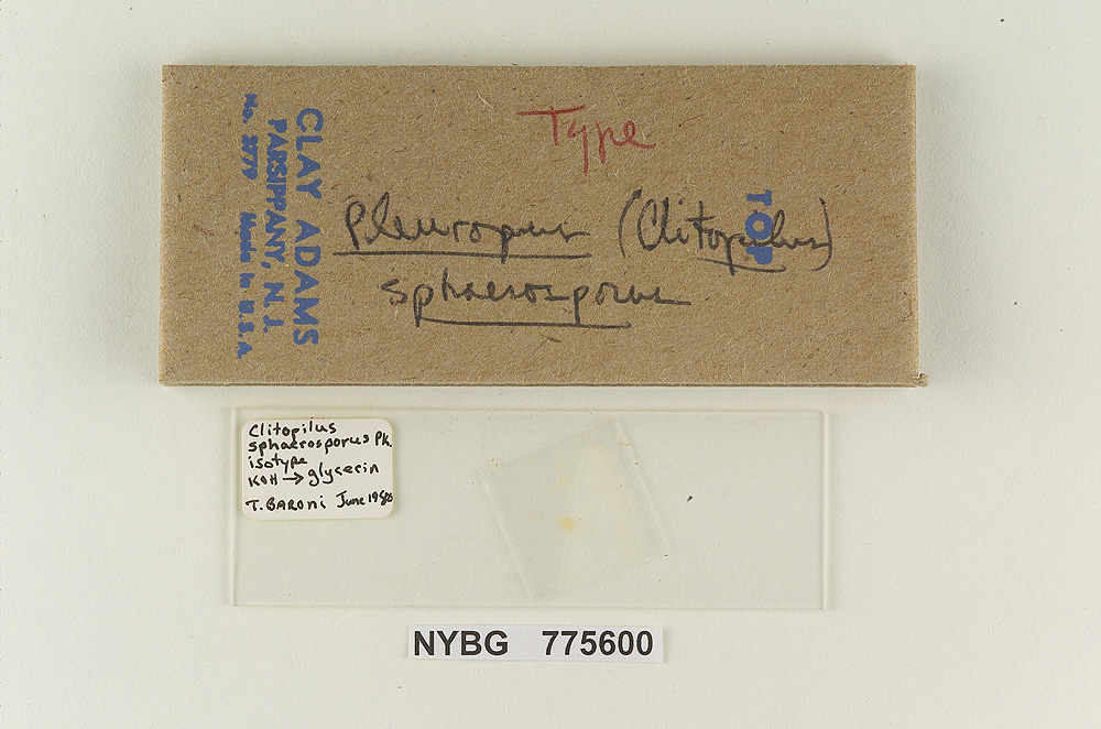 Clitopilus sphaerosporus image
