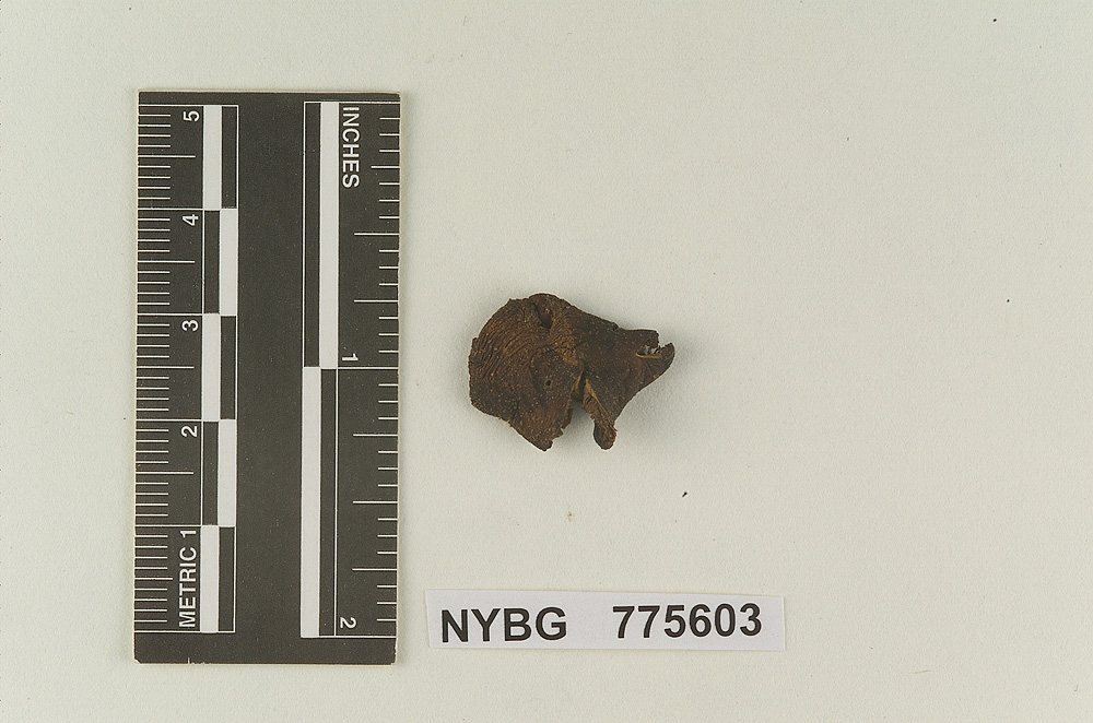 Clitopilus irregularis image