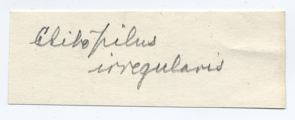 Clitopilus irregularis image