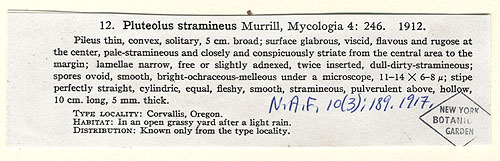Pluteolus stramineus image