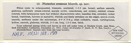 Pluteolus cremeus image