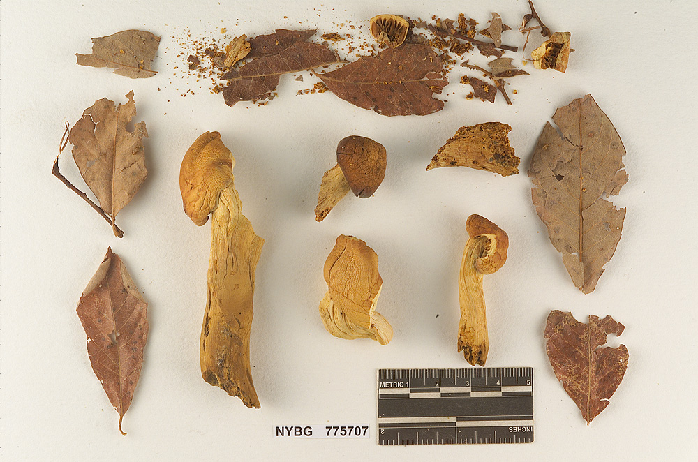 Hypodendrum image