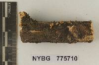 Marasmiellus trichodermialis image