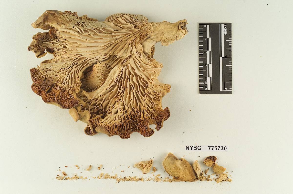 Pleurotus importatus image