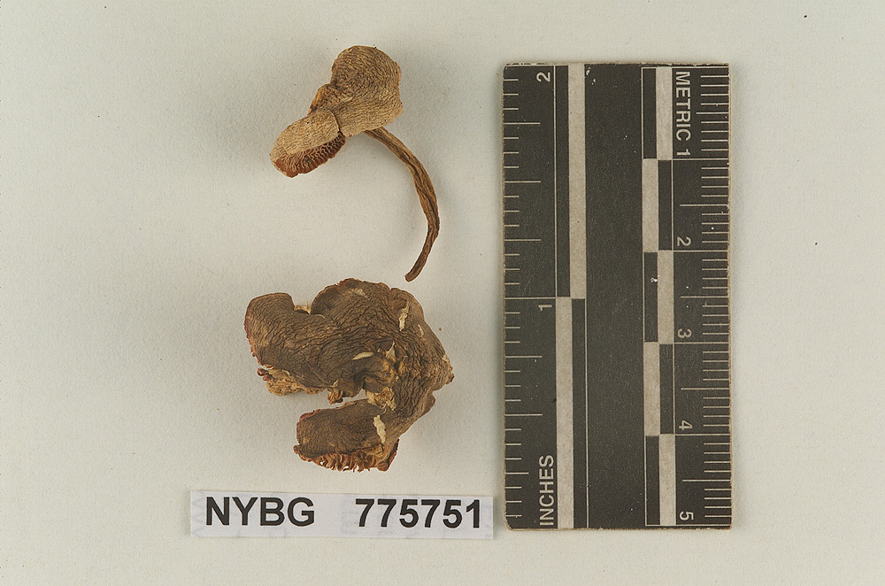 Porpoloma bambusarum image