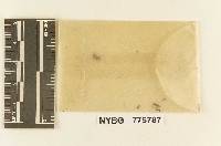 Crepidotus albidus image