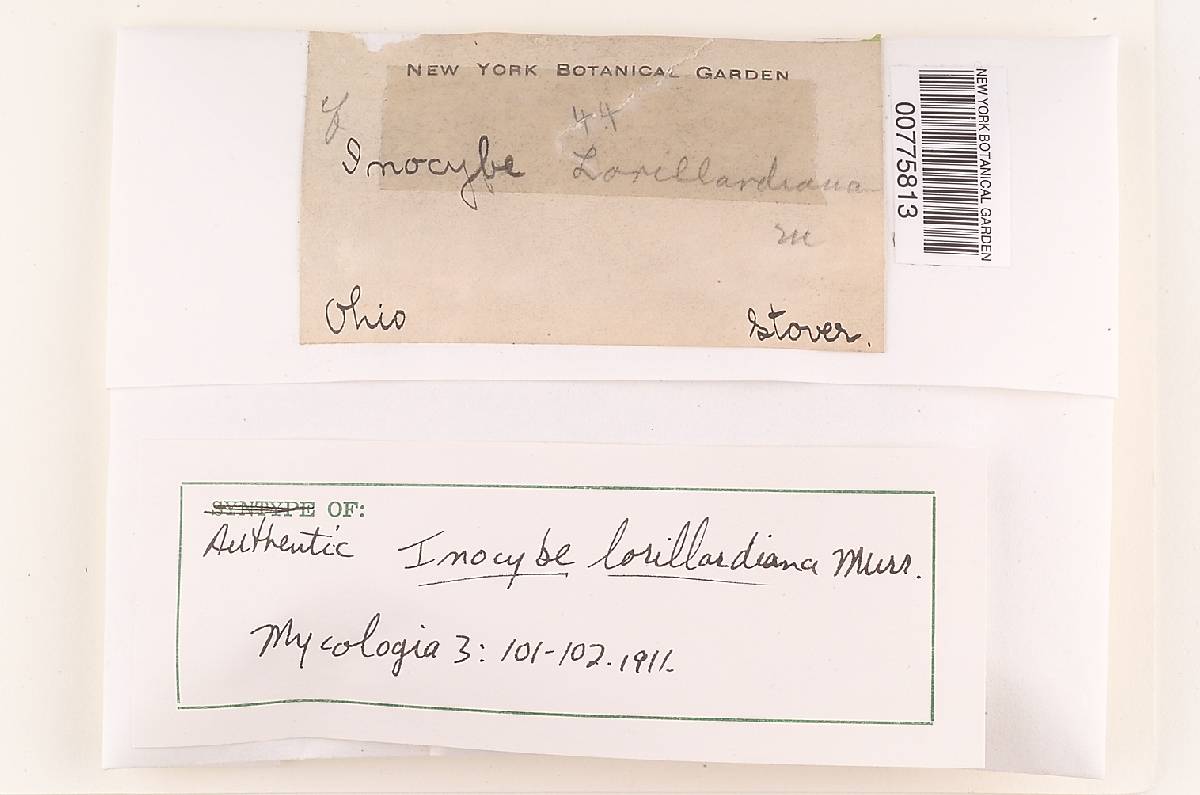Inocybe lorillardiana image